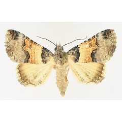 /filer/webapps/moths/media/images/L/leucoptera_Tytroca_AF_TMSA_01.jpg