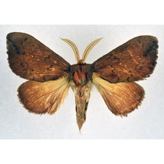 /filer/webapps/moths/media/images/C/castaneus_Trotonotus_AM_NHMO.jpg