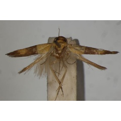 /filer/webapps/moths/media/images/T/tharsalea_Stathmopoda_PLT_BMNH.jpg