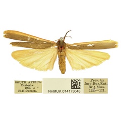 /filer/webapps/moths/media/images/T/transvaalensis_Birketsmithiola_AF_BMNH.jpg
