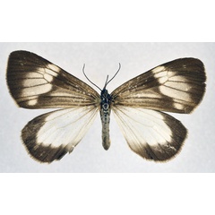 /filer/webapps/moths/media/images/P/perspicua_Chiromachla_AF_NHMO.jpg