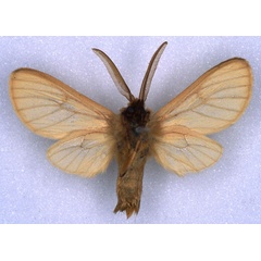 /filer/webapps/moths/media/images/F/fulvia_Metarctia_ST_BMNH_02.jpg