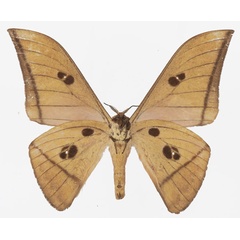 /filer/webapps/moths/media/images/B/basquini_Lobobunaea_AM_Basquin_02b.jpg
