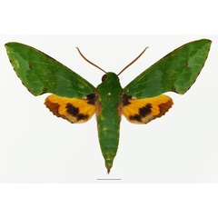 /filer/webapps/moths/media/images/S/serrai_Euchloron_AM_Basquina.jpg