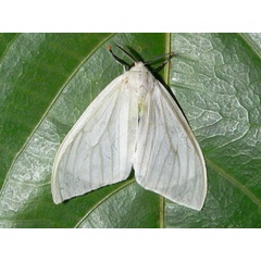 /filer/webapps/moths/media/images/M/manicata_Heteronygmia_A_Goff_02.jpg