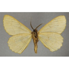 /filer/webapps/moths/media/images/I/ingloriosa_Colocleora_HT_ZSMb.jpg