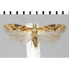 /filer/webapps/moths/media/images/L/lacunosa_Parapsectris_AF_ZMHB.jpg