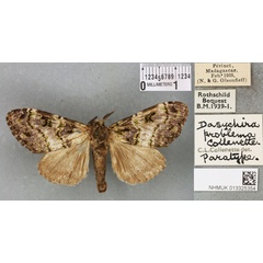 /filer/webapps/moths/media/images/P/problema_Dasychira_PTM_BMNH_02a.jpg