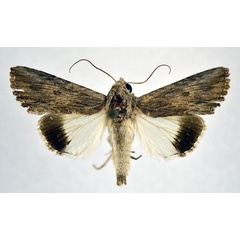 /filer/webapps/moths/media/images/K/knudlarseni_Lyncestis_A_NHMO.jpg