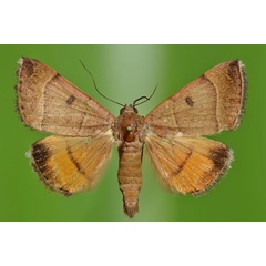 /filer/webapps/moths/media/images/M/moderata_Plecopterodes_A_Butler.jpg