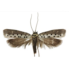 /filer/webapps/moths/media/images/H/hemileuca_Yponomeuta_PT_BMNH.jpg