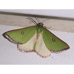 /filer/webapps/moths/media/images/T/trimeni_Rhadinomphax_AM_Lalleb.jpg