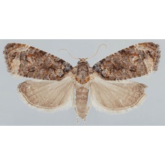 /filer/webapps/moths/media/images/S/scabellana_Gibbalaria_AF_USNM.jpg