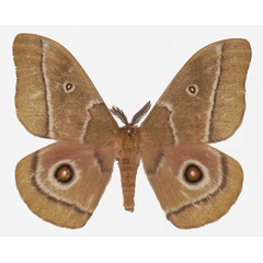 /filer/webapps/moths/media/images/C/cocaulti_Gonimbrasia_AM_Basquina.jpg