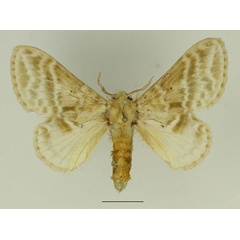 /filer/webapps/moths/media/images/G/gemmata_Eucraera_AF_Basquin_02.jpg