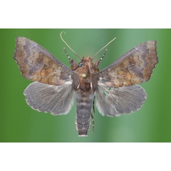 /filer/webapps/moths/media/images/L/leona_Anomis_A_Butler.jpg