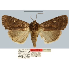 /filer/webapps/moths/media/images/A/annosa_Eutamsia_AT_MNHN.jpg