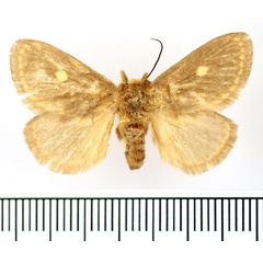 /filer/webapps/moths/media/images/M/marginata_Cosuma_AF_BMNH.jpg