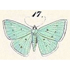 /filer/webapps/moths/media/images/S/stillata_Nemoria_HT_Felder_1875_127-17.jpg