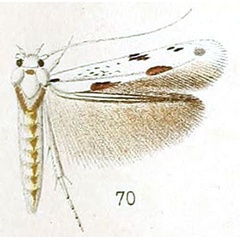 /filer/webapps/moths/media/images/L/lyonetiella_Licmocera_STM_Walsingham_6-70.jpg