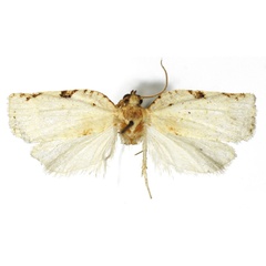 /filer/webapps/moths/media/images/H/holovera_Choristoneura_HT_RMCA.jpg