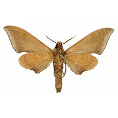 /filer/webapps/moths/media/images/C/consimilis_Neopolyptychus_AM_Basquin_01b.jpg