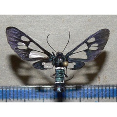 /filer/webapps/moths/media/images/A/albimacula_Ceryx_A_Goff_01.jpg