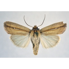 /filer/webapps/moths/media/images/H/hamata_Mythimna_AM_NHMO.jpg