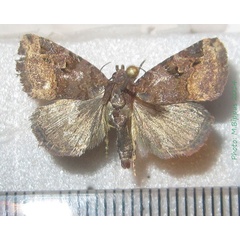 /filer/webapps/moths/media/images/C/costimaculalis_Microplexia_A_Bippus_01.jpg