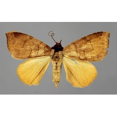 /filer/webapps/moths/media/images/D/dedecora_Deinopa_A_BMNH.jpg