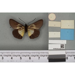 /filer/webapps/moths/media/images/M/melanobasis_Arrothia_HT_BMNHb.jpg