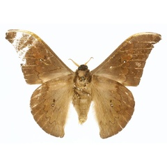 /filer/webapps/moths/media/images/K/kahli_Orthogonioptilum_PT_CMP_02.jpg