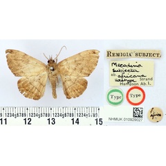/filer/webapps/moths/media/images/S/subjecta_Remigia_HT_BMNH.jpg