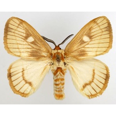 /filer/webapps/moths/media/images/M/marina_Strigivenifera_AM_Basquin_01.jpg