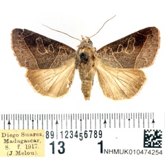/filer/webapps/moths/media/images/S/sarodrano_Diadocis_AM_BMNH.jpg