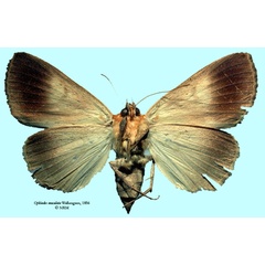 /filer/webapps/moths/media/images/M/maculata_Ophiodes_HT_SNHM_02.jpg