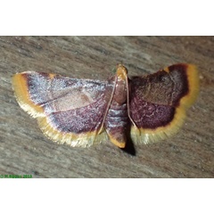 /filer/webapps/moths/media/images/M/mauritialis_Hypsopygia_AF_Bippus.jpg