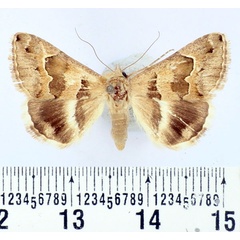 /filer/webapps/moths/media/images/B/boisdeffrii_Grammodes_AF_BMNH.jpg