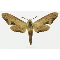 /filer/webapps/moths/media/images/S/stigma_Hippotion_AF_Basquina.jpg