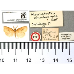 /filer/webapps/moths/media/images/C/cinnamomea_Macroplectra_HT_BMNH.jpg