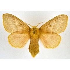 /filer/webapps/moths/media/images/C/conspersa_Bombycopsis_AF_NHMO.jpg