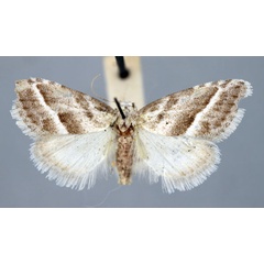 /filer/webapps/moths/media/images/T/typica_Vandamia_PT_BMNH.jpg