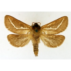 /filer/webapps/moths/media/images/A/albistriata_Eudalaca_AM_TMSA_02.jpg