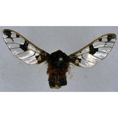 /filer/webapps/moths/media/images/D/diaphana_Balacra_HT_BMNH_01.jpg