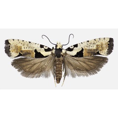 /filer/webapps/moths/media/images/P/paradelta_Gypsonoma_AF_KSund_01.jpg
