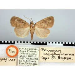 /filer/webapps/moths/media/images/C/camptogramma_Proxenus_HT_BMNH.jpg