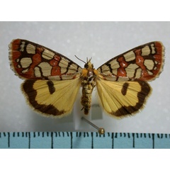 /filer/webapps/moths/media/images/A/amabilis_Crameria_A_Revell.jpg