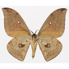 /filer/webapps/moths/media/images/I/illustris_Pseudobunaea_AM_Basquin_03b.jpg