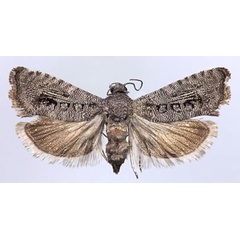 /filer/webapps/moths/media/images/Q/quadropunctana_Coccothera_HT_ZMUC.jpg
