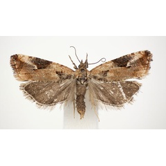 /filer/webapps/moths/media/images/T/turi_Paraeccopsis_PT_BMNH.jpg